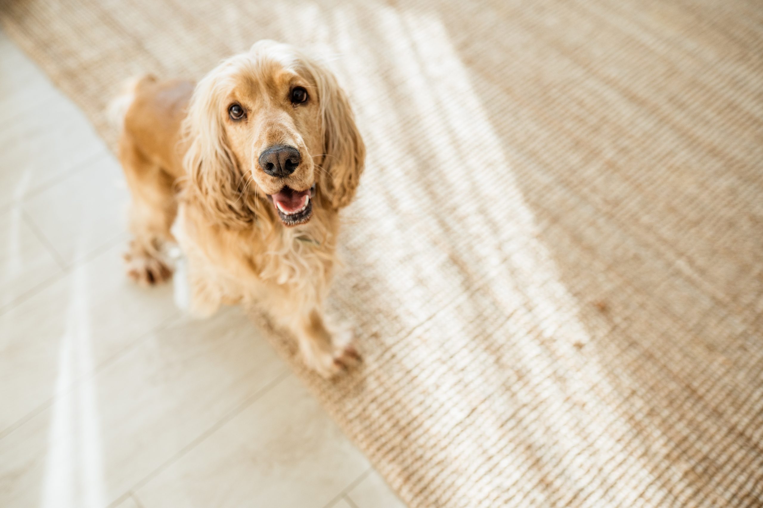 Best flooring for pets